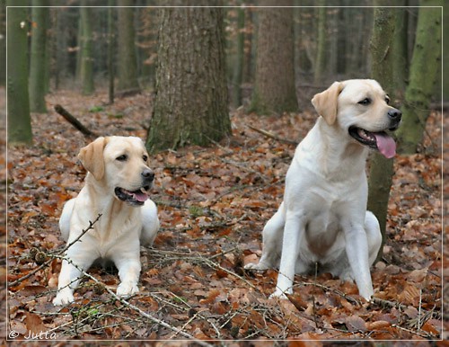 Joyful Lab's Cheeky Girl & Classic Girl