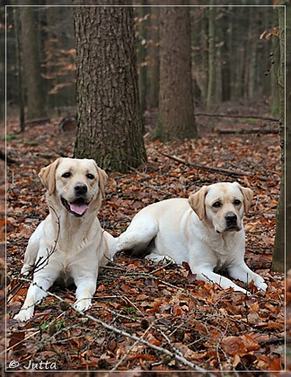 Joyful Lab's Cheeky Girl & Classic Girl