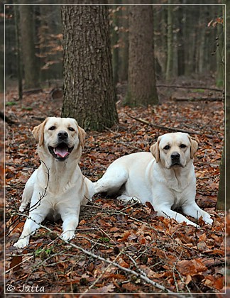 Joyful Lab's Cheeky Girl & Classic Girl