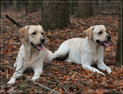 Joyful Lab's Cheeky Girl & Classic Girl