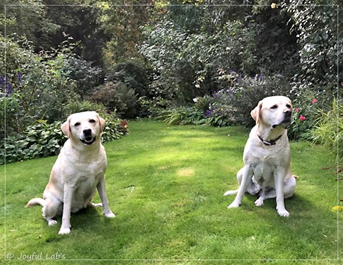 Joyful Lab's Classic Girl & Cuddly Girl