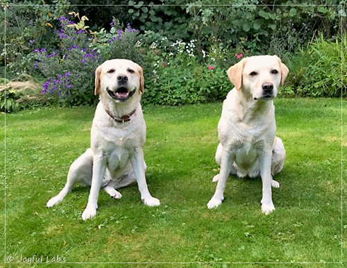 Joyful Lab's Classic Girl & Cuddly Girl