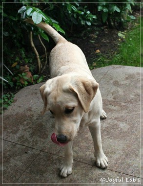 Joyful Lab's Cuddly Girl