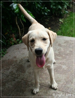 Joyful Lab's Cuddly Girl