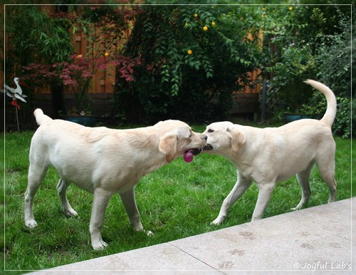 Joyful Lab's Cuddly Girl & Classic Girl