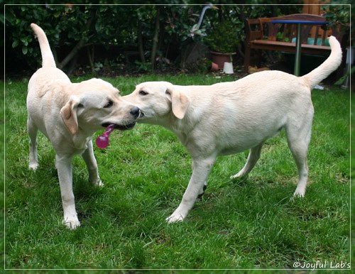 Joyful Lab's Cuddly Girl & Classic Girl