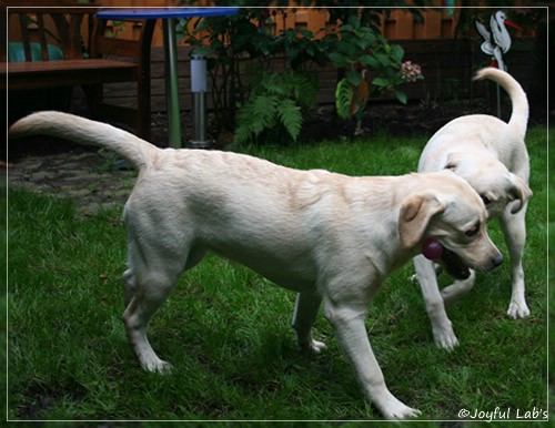 Joyful Lab's Cuddly Girl & Classic Girl