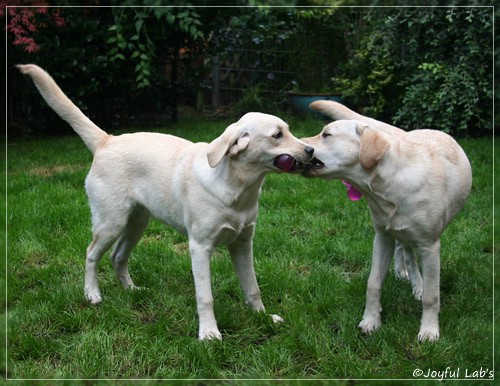 Joyful Lab's Cuddly Girl & Classic Girl