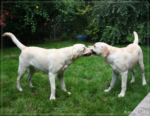 Joyful Lab's Cuddly Girl & Classic Girl