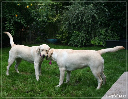 Joyful Lab's Cuddly Girl & Classic Girl