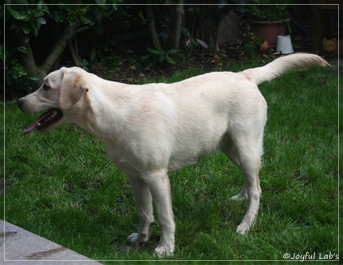 Joyful Lab's Cuddly Girl