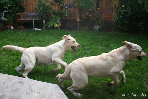 Joyful Lab's Cuddly Girl & Classic Girl