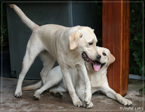 Joyful Lab's Cuddly Girl & Classic Girl