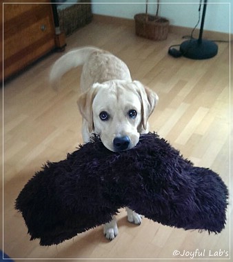 Joyful Lab's Crazy Boy