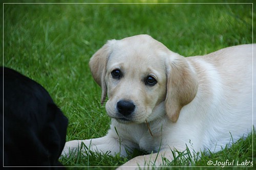 Joyful Lab's Crazy Boy