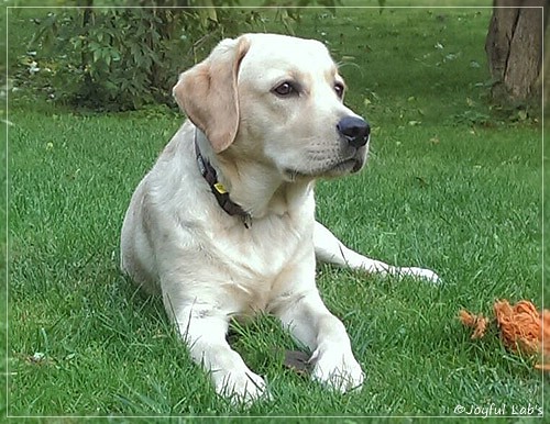 Joyful Lab's Crazy Boy