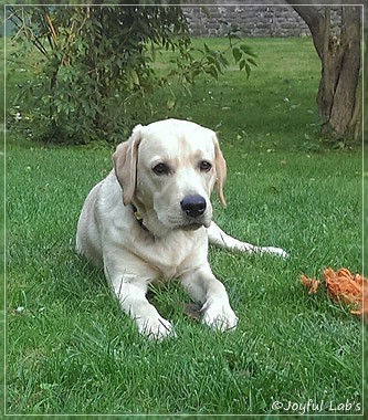 Joyful Lab's Crazy Boy