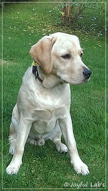 Joyful Lab's Crazy Boy