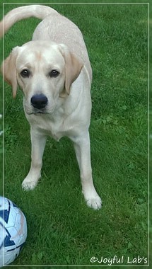 Joyful Lab's Crazy Boy