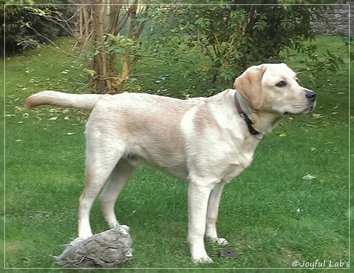 Joyful Lab's Crazy Boy