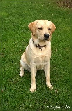 Joyful Lab's Crazy Boy