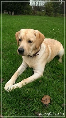 Joyful Lab's Crazy Boy