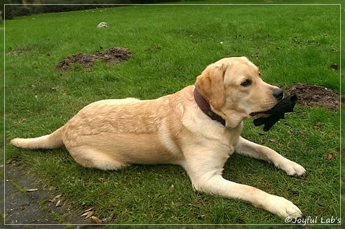 Joyful Lab's Crazy Boy