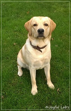 Joyful Lab's Crazy Boy