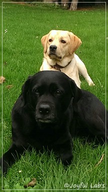 Joyful Lab's Crazy Boy