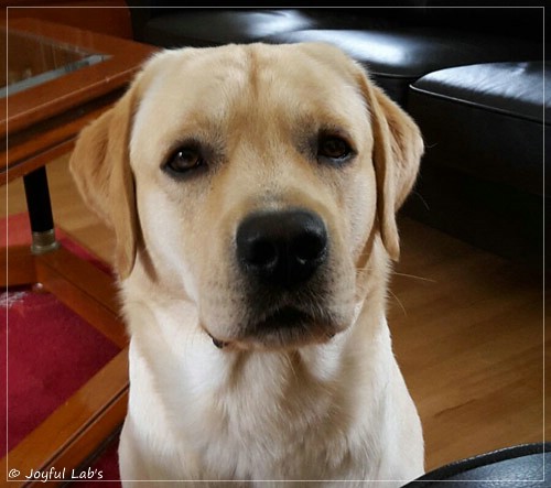 Joyful Lab's Crazy Boy