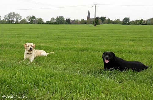 Joyful Lab's Crazy Boy