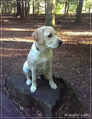 Joyful Lab's Crazy Boy