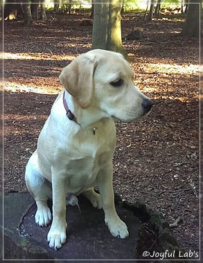 Joyful Lab's Crazy Boy