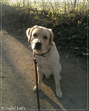 Joyful Lab's Crazy Boy