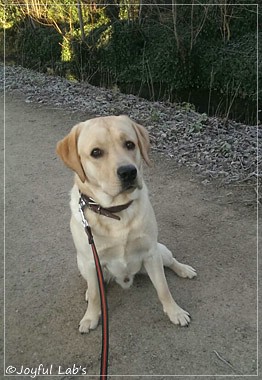 Joyful Lab's Crazy Boy