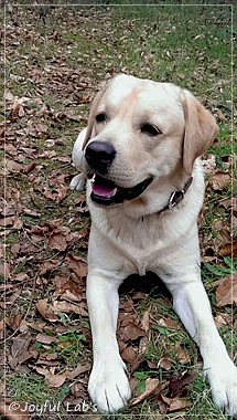 Joyful Lab's Crazy Boy