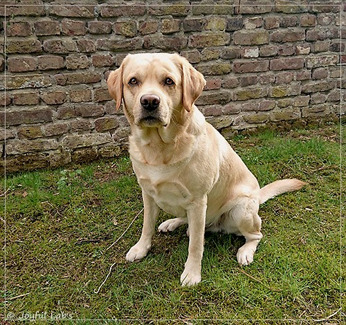 Joyful Lab's Crazy Boy