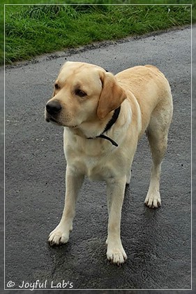 Joyful Lab's Crazy Boy