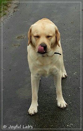 Joyful Lab's Crazy Boy