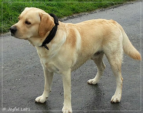 Joyful Lab's Crazy Boy