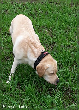 Joyful Lab's Crazy Boy