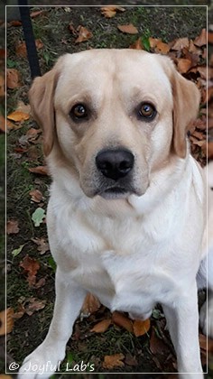 Joyful Lab's Crazy Boy