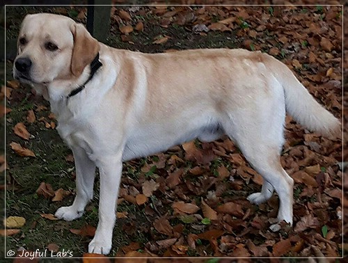 Joyful Lab's Crazy Boy