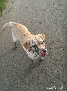 Joyful Lab's Crazy Boy