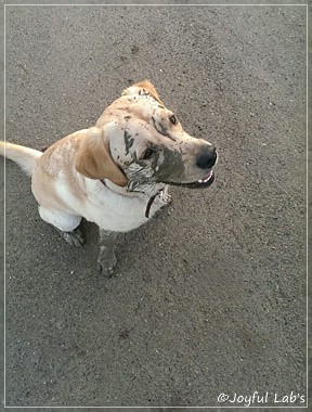 Joyful Lab's Crazy Boy