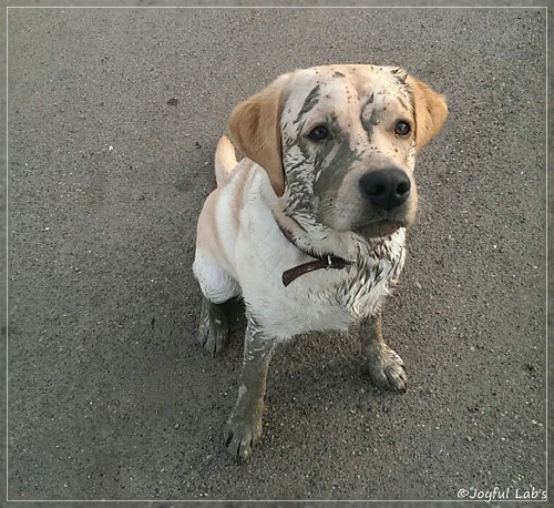 Joyful Lab's Crazy Boy