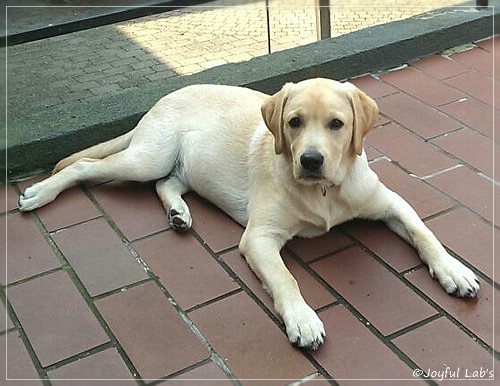 Joyful Lab's Crazy Boy