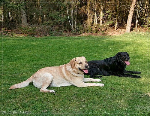 Joyful Lab's Crazy Boy