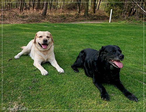 Joyful Lab's Crazy Boy