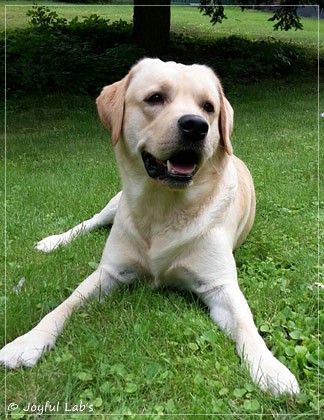 Joyful Lab's Crazy Boy